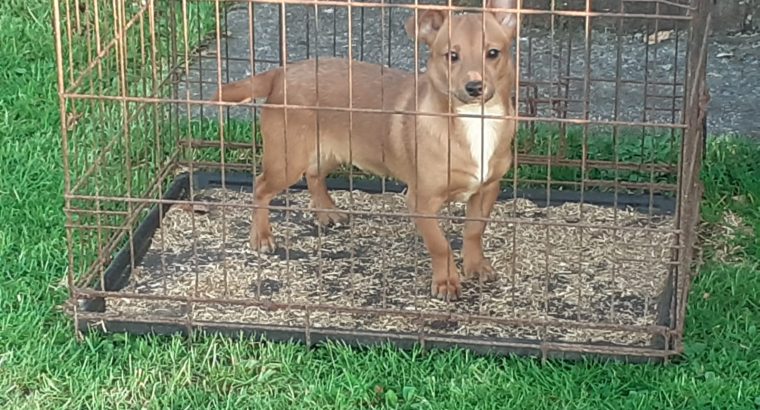 Jack Russell Puppies in Tuam