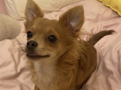 Chihuahua in Cork – IKC Registered Puppy