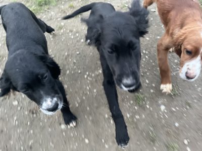 Setter Puppies for Sale in Knockaderry – Playful