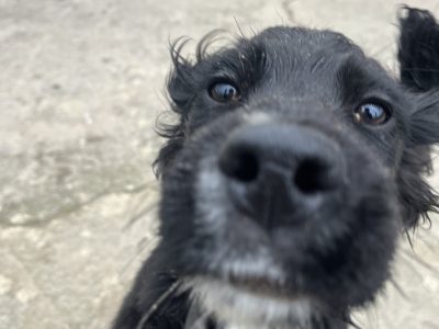Setter Puppies for Sale in Knockaderry – Playful