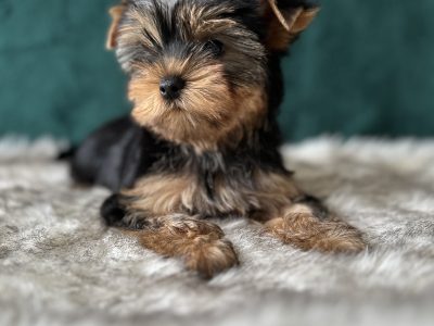 Yorkshire Terriers for Sale in Cork – IKC Registered