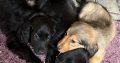 Cocker Spaniel X Rough Collie Puppies in Roscommon