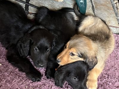 Cocker Spaniel X Rough Collie Puppies in Roscommon