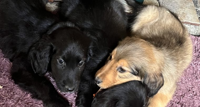 Cocker Spaniel X Rough Collie Puppies in Roscommon