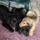 Cocker Spaniel X Rough Collie Puppies in Roscommon