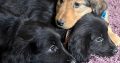 Cocker Spaniel X Rough Collie Puppies in Roscommon