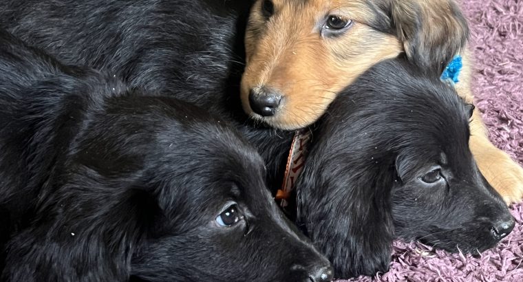 Cocker Spaniel X Rough Collie Puppies in Roscommon