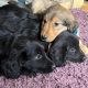 Cocker Spaniel X Rough Collie Puppies in Roscommon