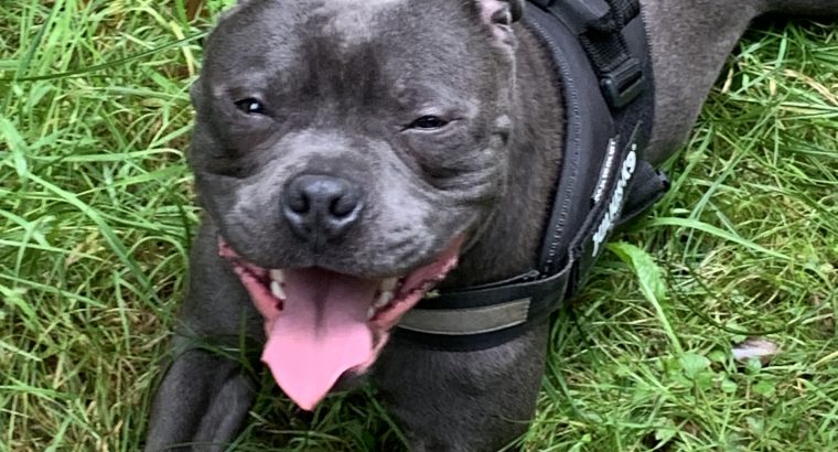 Staffy cross Wheaton terrier