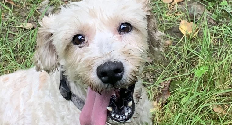 Staffy cross Wheaton terrier