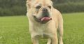 Fluffy French Bulldog in Lucan – Affectionate Pup