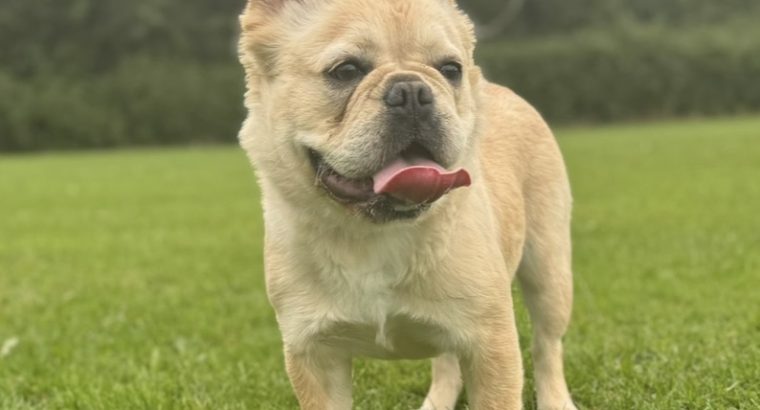 Fluffy French Bulldog in Lucan – Affectionate Pup