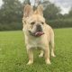 Fluffy French Bulldog in Lucan – Affectionate Pup