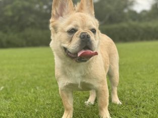 Fluffy French Bulldog in Lucan – Affectionate Pup