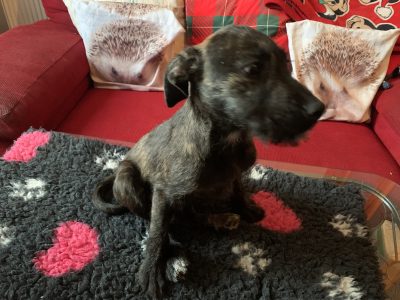 Staffy Cross Wheaten Terrier in Athy