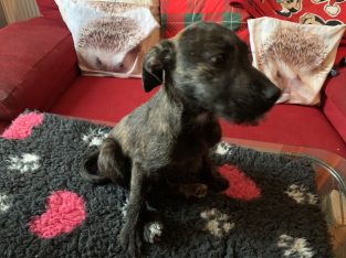 Staffy cross Wheaton terrier