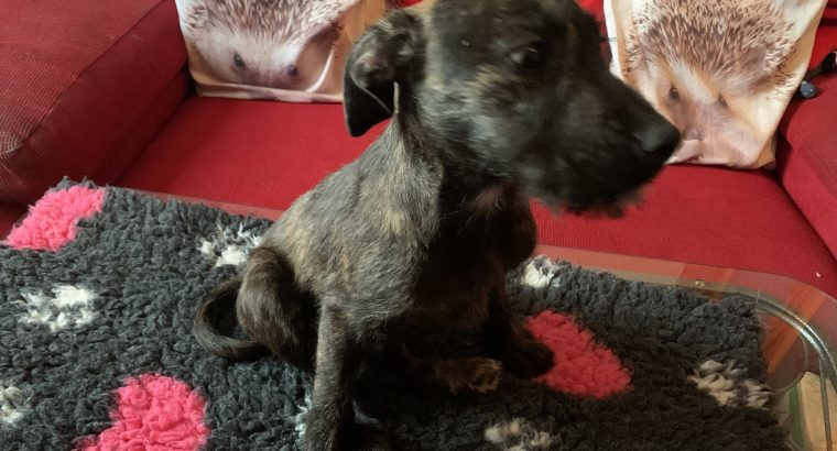 Staffy cross Wheaton terrier