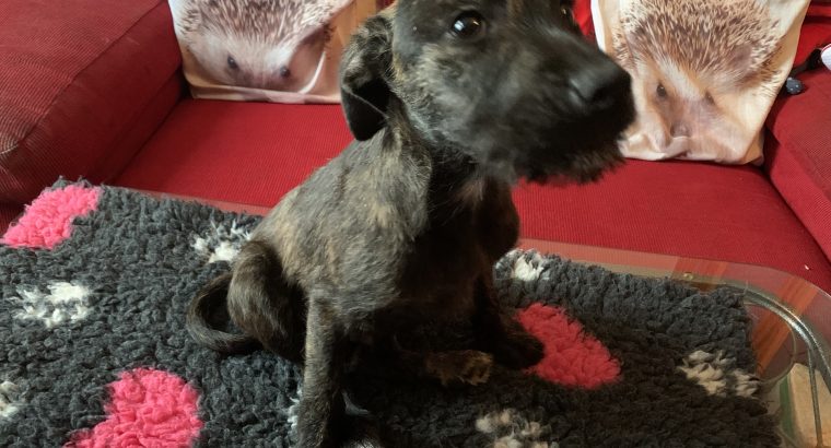 Staffy cross Wheaton terrier