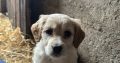 Cocker Spaniel X Collie Puppies in Kilrush