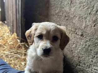 Cocker Spaniel X Collie Puppies in Kilrush