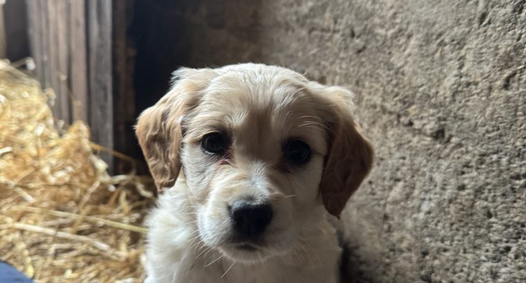 Cocker Spaniel X Collie Puppies in Kilrush