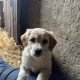 Cocker Spaniel X Collie Puppies in Kilrush