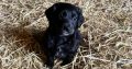 Cocker Spaniel X Collie Puppies in Kilrush