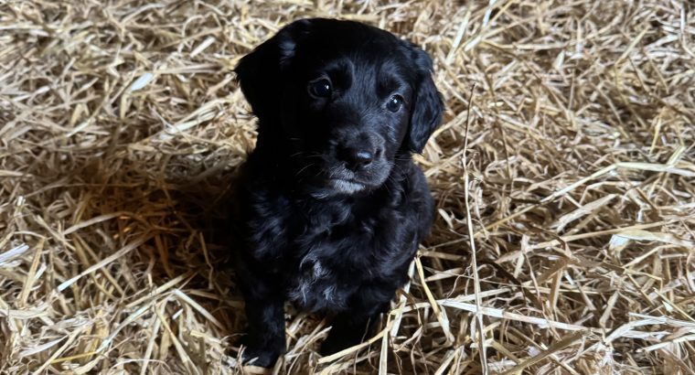 Cocker Spaniel X Collie Puppies in Kilrush