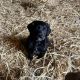 Cocker Spaniel X Collie Puppies in Kilrush