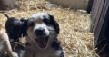Cocker Spaniel X Collie Puppies in Kilrush