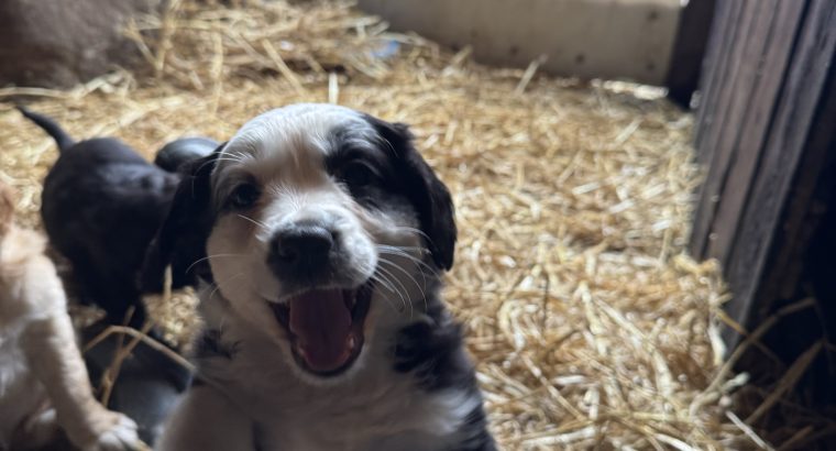 Cocker Spaniel X Collie Puppies in Kilrush