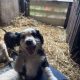 Cocker Spaniel X Collie Puppies in Kilrush
