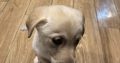 Labrador Puppies for Sale in Kilmallock – Playful