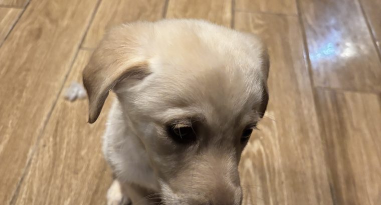 Labrador Puppies for Sale in Kilmallock – Playful