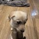 Labrador Puppies for Sale in Kilmallock – Playful