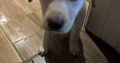 Labrador Puppies for Sale in Kilmallock – Playful