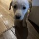 Labrador Puppies for Sale in Kilmallock – Playful