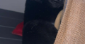 Labrador Puppies for Sale in Kilmallock – Playful
