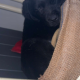 Labrador Puppies for Sale in Kilmallock – Playful