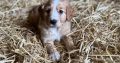 Cocker Spaniel X Collie Puppies in Kilrush
