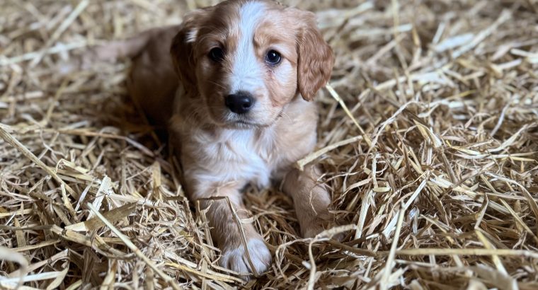 Cocker Spaniel X Collie Puppies in Kilrush
