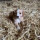 Cocker Spaniel X Collie Puppies in Kilrush