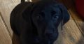 Labrador Puppies for Sale in Kilmallock – Playful
