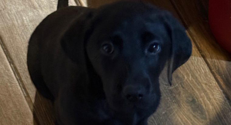 Labrador Puppies for Sale in Kilmallock – Playful