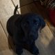 Labrador Puppies for Sale in Kilmallock – Playful