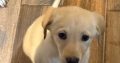 Labrador Puppies for Sale in Kilmallock – Playful