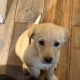 Labrador Puppies for Sale in Kilmallock – Playful