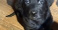 Labrador Puppies for Sale in Kilmallock – Playful