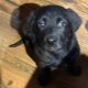 Labrador Puppies for Sale in Kilmallock – Playful