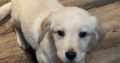 Labrador Puppies for Sale in Kilmallock – Playful